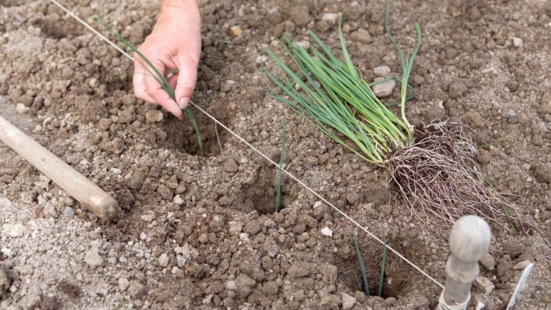 Step-by-step instructions: how to grow leeks from seedlings