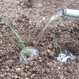 Step-by-step instructions: how to grow leeks from seedlings