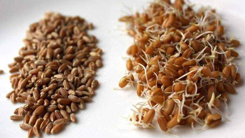 Step-by-step guide on how to germinate wheat at home