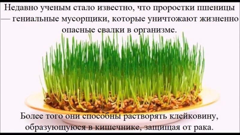 Step-by-step guide on how to germinate wheat at home