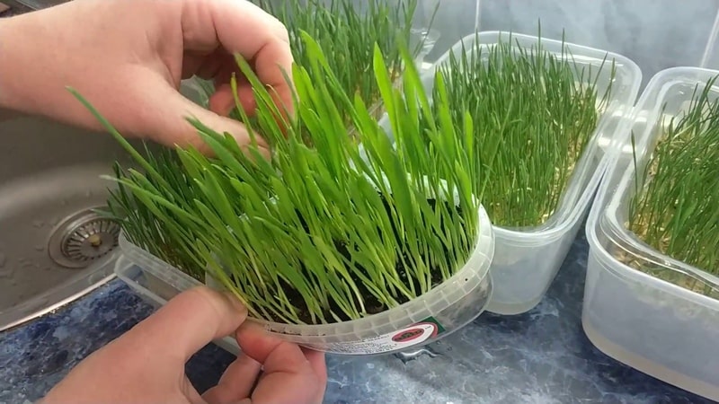 Step-by-step guide on how to germinate wheat at home