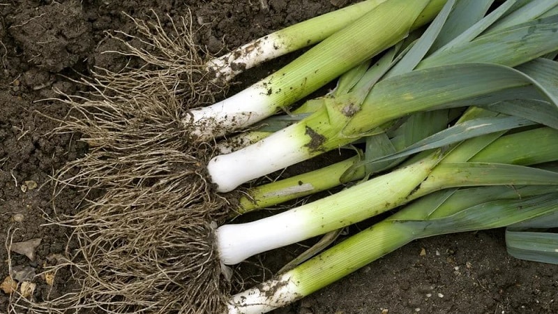 A step-by-step guide to growing leeks from seeds for beginner gardeners