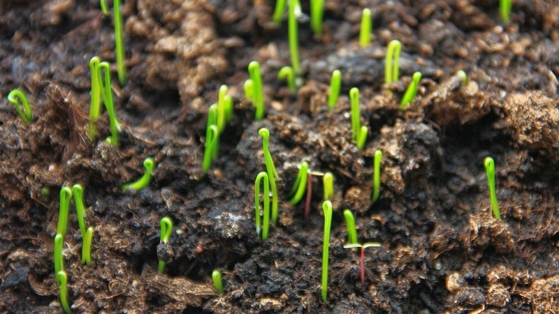 A step-by-step guide to growing leeks from seeds for beginner gardeners
