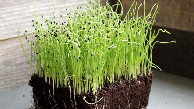 A step-by-step guide to growing leeks from seeds for beginner gardeners