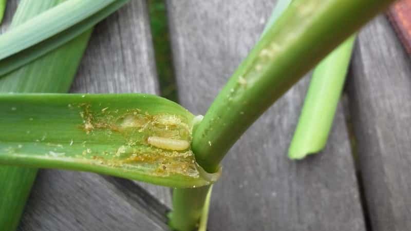 A step-by-step guide to growing leeks from seeds for beginner gardeners