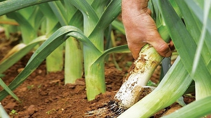 A step-by-step guide to growing leeks from seeds for beginner gardeners