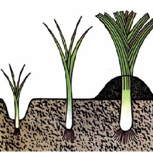 A step-by-step guide to growing leeks from seeds for beginner gardeners