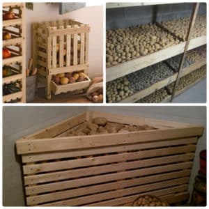 Rules for storing potatoes in the cellar