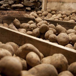 Rules for storing potatoes in the cellar