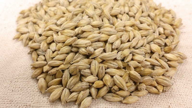 Rules for growing winter barley