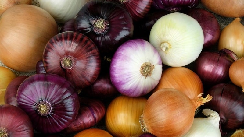 Reasons why you want onions: what your body needs