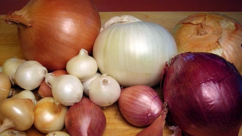 Reasons why you want onions: what your body needs