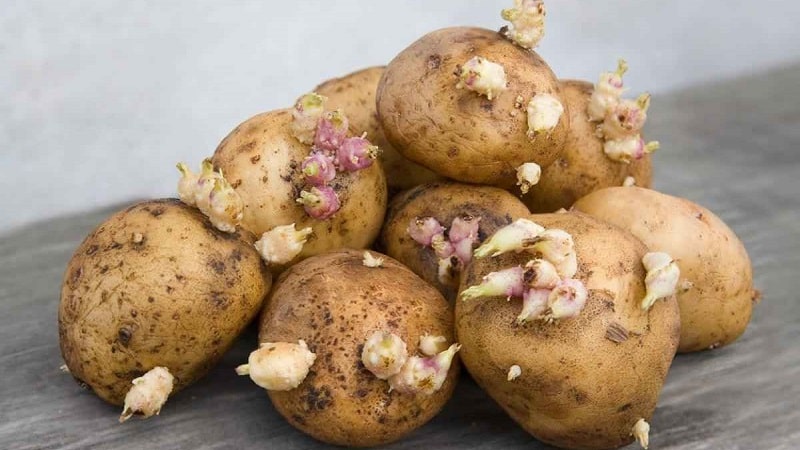 Sprouted potatoes: what to do with them and can you eat them?
