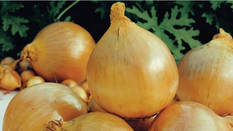 Early maturing, frost-resistant winter onion variety Shakespeare