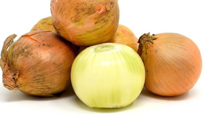 Early maturing, frost-resistant winter onion variety Shakespeare