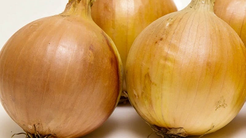 Early maturing, frost-resistant winter onion variety Shakespeare