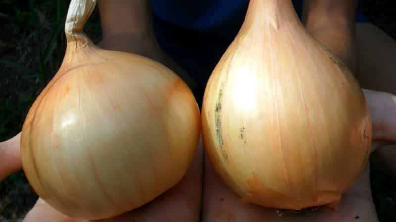 Early maturing, frost-resistant winter onion variety Shakespeare