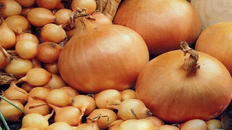 Early ripening onion variety for universal use Strigunovsky local