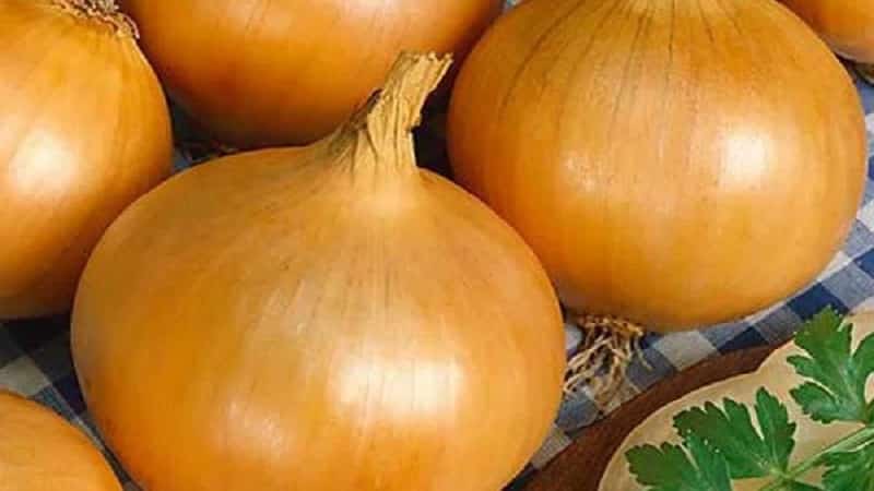 Early ripening onion variety for universal use Strigunovsky local
