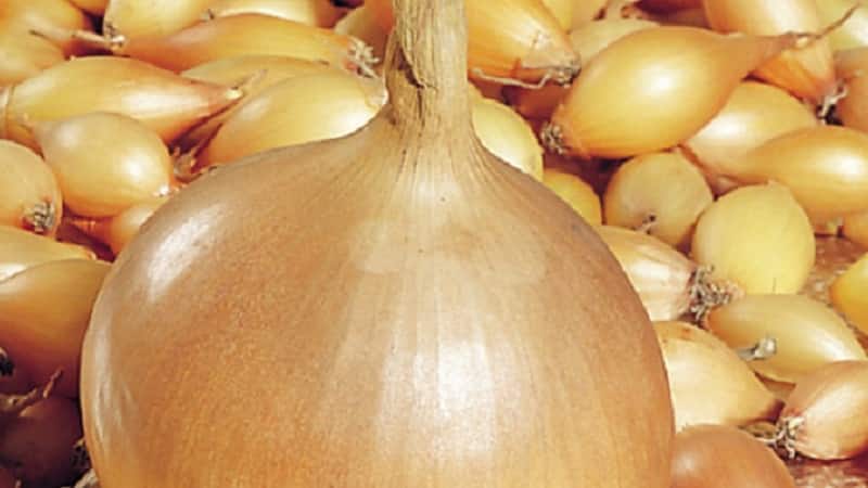 Early ripening onion variety for universal use Strigunovsky local