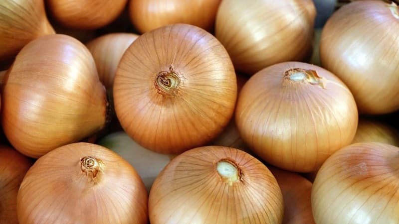 Early ripening onion variety for universal use Strigunovsky local