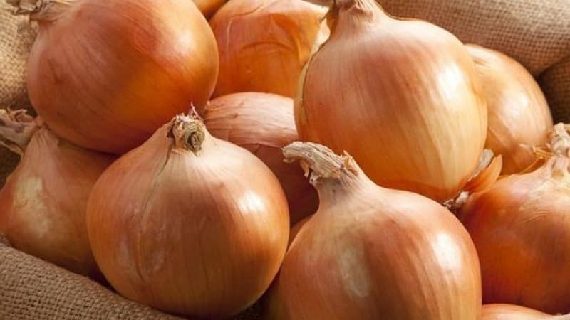 Early ripening onion variety for universal use Strigunovsky local