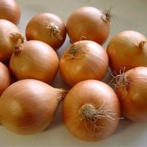 Early ripening onion variety for universal use Strigunovsky local