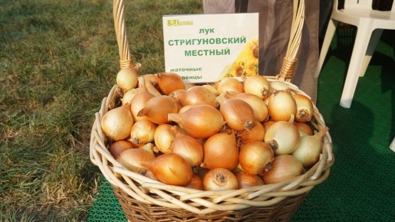 Early ripening onion variety for universal use Strigunovsky local