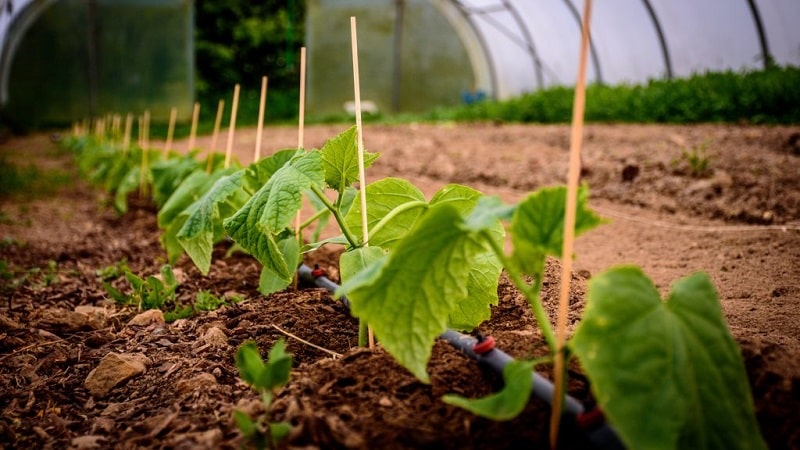 What to do if cucumbers don’t grow: feeding recipes
