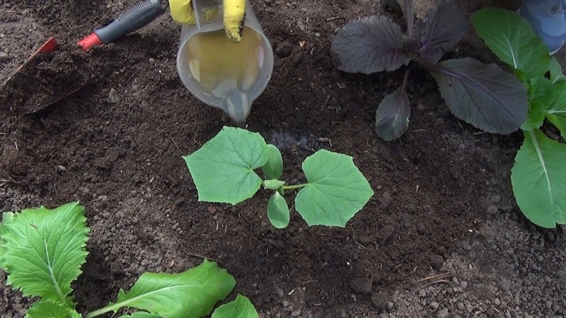 Folk remedies for a better harvest of cucumbers: recipes for fertilizing for open ground