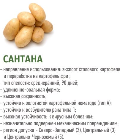 Mid-early potato variety Santana with large tubers