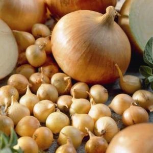 High-yielding and cold-resistant onion variety Stuttgarter Riesen