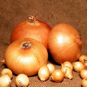 High-yielding and cold-resistant onion variety Stuttgarter Riesen