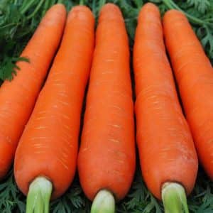 Large carrot variety Red Giant