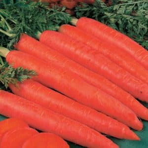 Large carrot variety Red Giant