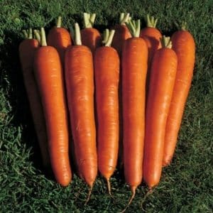 Large carrot variety Red Giant