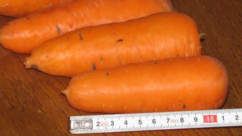 Large carrot variety Red Giant
