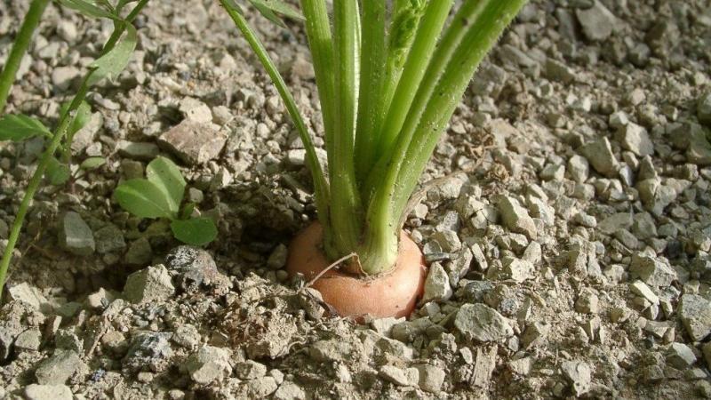 Large carrot variety Red Giant