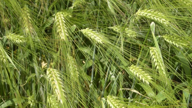 Characteristics and description of the barley variety Vakula