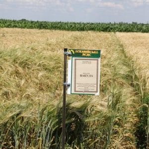 Characteristics and description of the barley variety Vakula