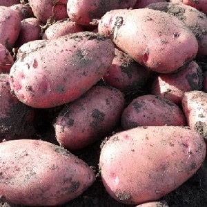 Mid-late potato variety Aladdin, suitable for various climatic conditions