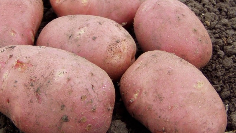 Mid-late potato variety Aladdin, suitable for various climatic conditions