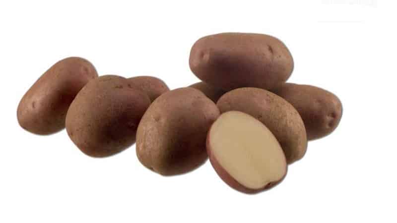 Mid-late potato variety Aladdin, suitable for various climatic conditions