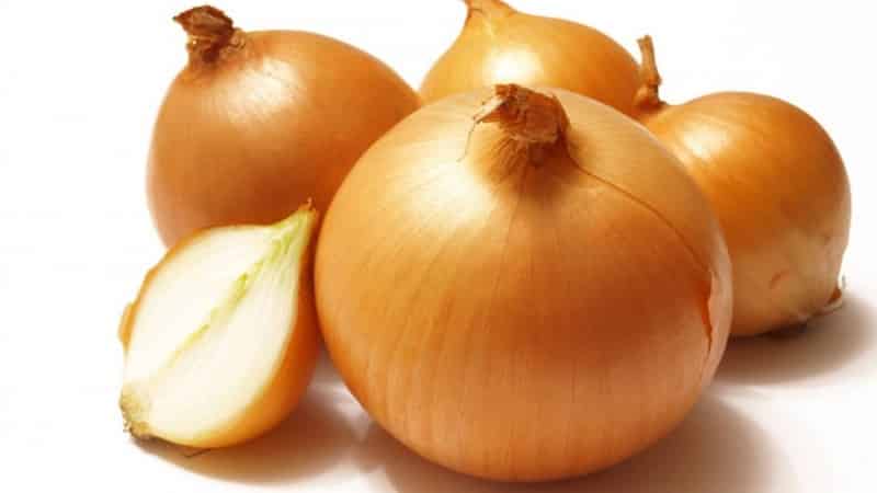 Mid-early onion hybrid Helenas with high yield