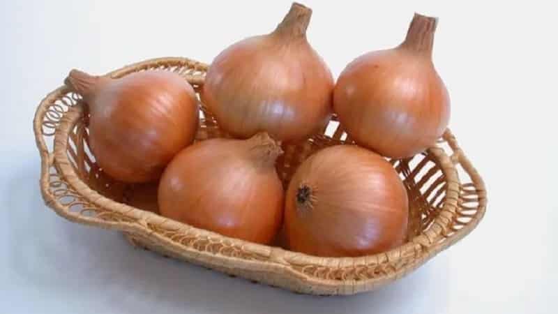 Mid-early onion hybrid Helenas with high yield