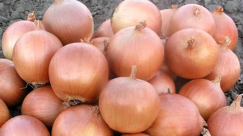 Mid-early onion hybrid Helenas with high yield