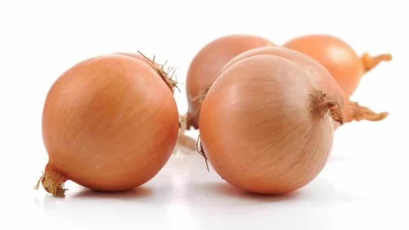 Mid-early onion hybrid Helenas with high yield