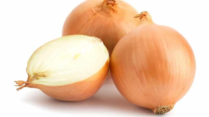 Mid-early onion hybrid Helenas with high yield