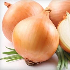 Mid-early onion hybrid Helenas with high yield