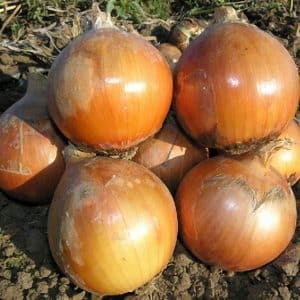 Mid-early onion hybrid Helenas with high yield